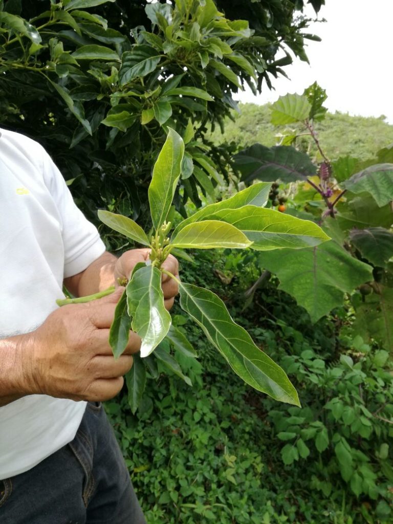 Programa de Certificación de Semilla de Aguacate