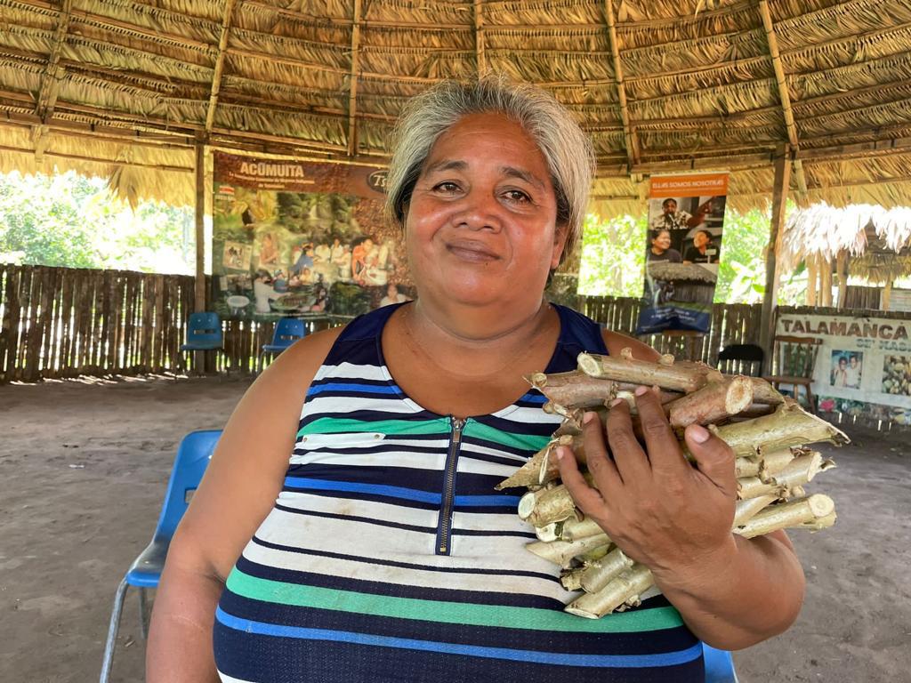 Entrega de semilla de calidad de yuca valencia