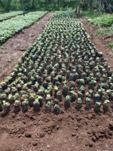 Certificación de Vivero de Paulownia sp.Finca de la Sra. María Fernanda Artavia, ubicada en la Palmera de San Carlos, provincia de Alajuela.