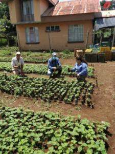 Certificación de Vivero de Paulownia sp.Finca de la Sra. María Fernanda Artavia, ubicada en la Palmera de San Carlos, provincia de Alajuela.